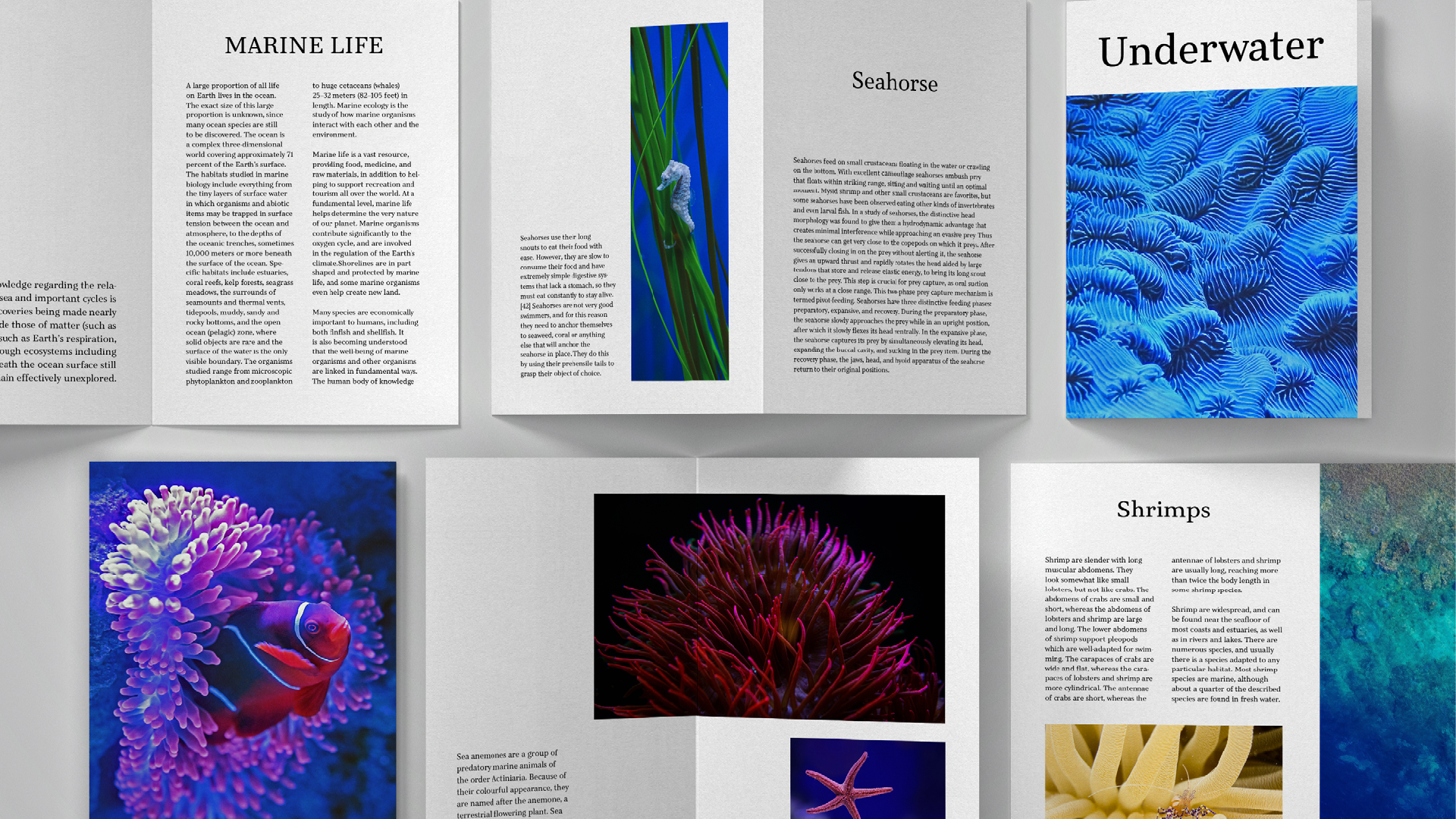 Leaflet about marine life written with Explorama typeface